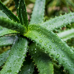 Aloe vera bio