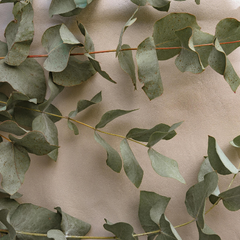 Huile essentielle d'eucalyptus