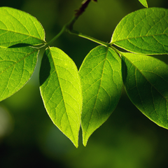 Extraits de plantes