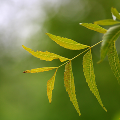 Huile de neem
