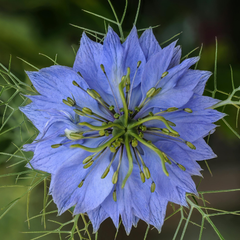 Huile de nigelle