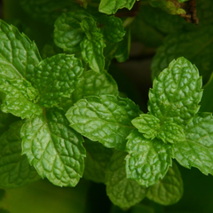 Huile essentielle de menthe poivrée
