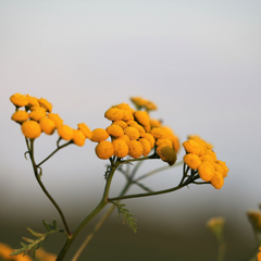 Huile essentielle d'immortelle