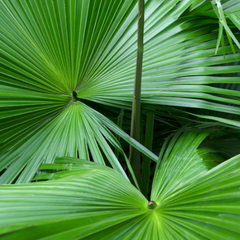 Extrait de Saw Palmetto