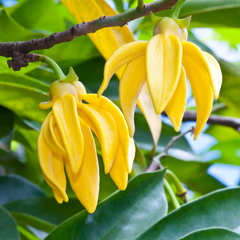 Huile essentielle d'ylang-ylang